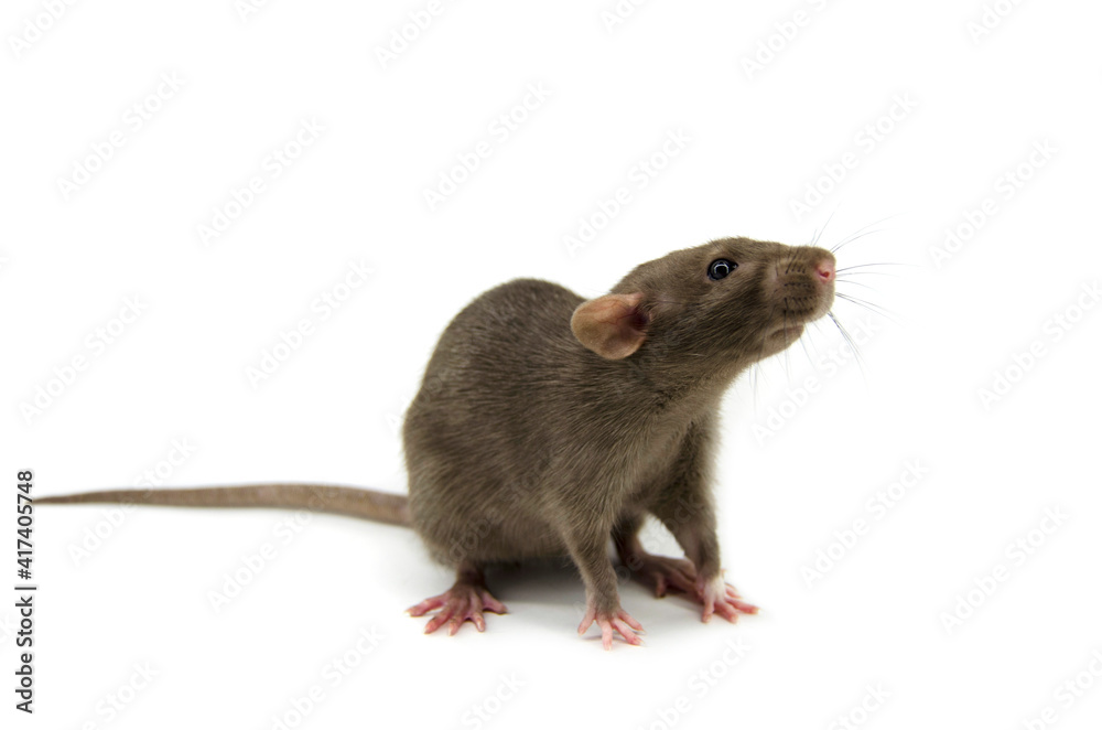 RAT WHITE BACKGROUND RAT WHITE BACKGROUND