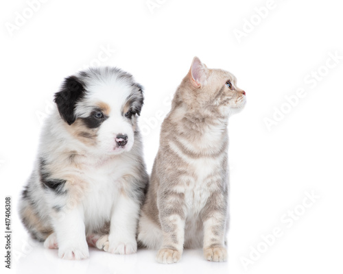 Adult british cat and Australian shepherd puppy look away together. isolated on white background © Ermolaev Alexandr