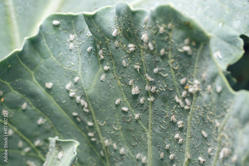 Whitefly Aleyrodes proletella agricultural pest on cabbage leaf photo