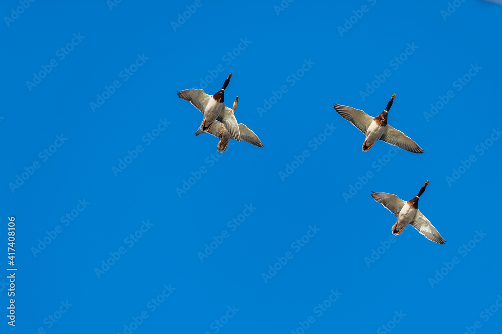 Obraz premium ducks in flight