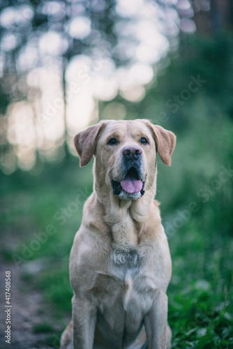 Portrait of a young handsome labrador retriever in a summer park.