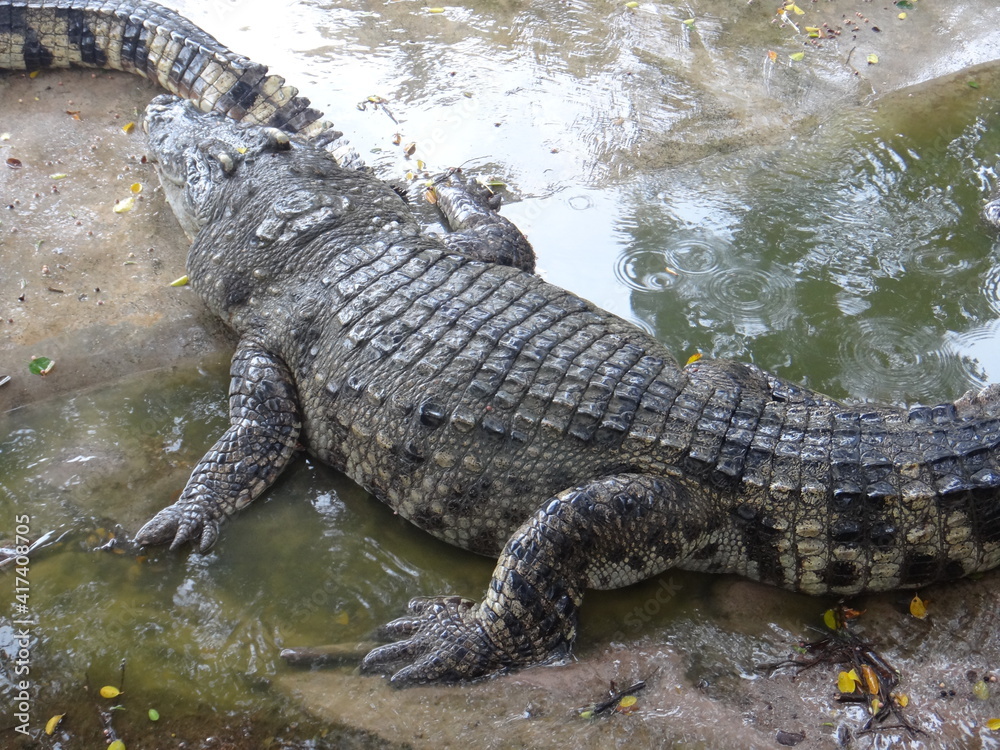 alligator in the swamp