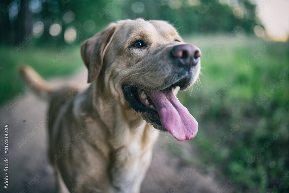 Portrait of a young handsome labrador retriever in a summer park.