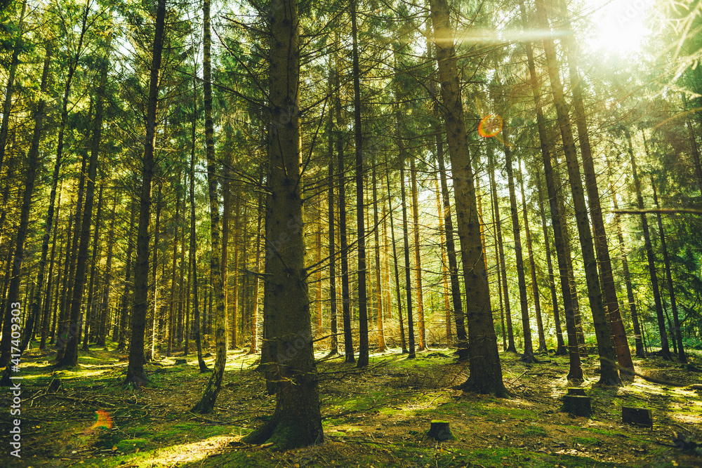 Obraz premium Dichter Nadelbaum Wald im Sonnenlicht