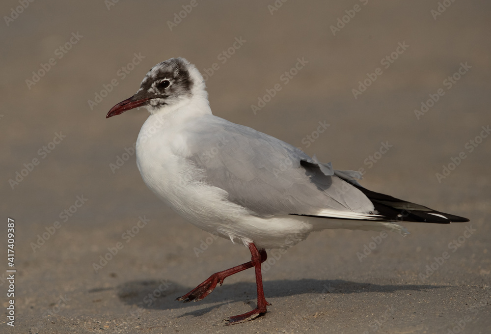 Black-headed gull on walk at Busaiteen coast, Bahrain Black-headed gull on walk at Busaiteen coast, Bahrain