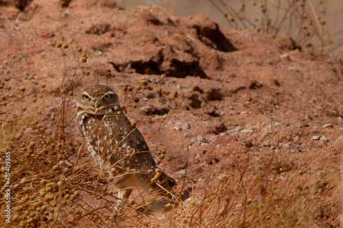 Burrowing Owl stands by burrow.