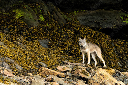 Coastal gray British Columbia wolf at the Khutzeymateen Grizzly Bear Sanctuary, Canada