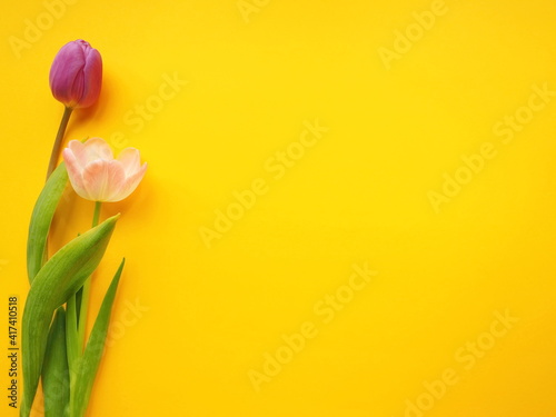 Fototapeta Naklejka Na Ścianę i Meble -  Couple of tulips on yellow background