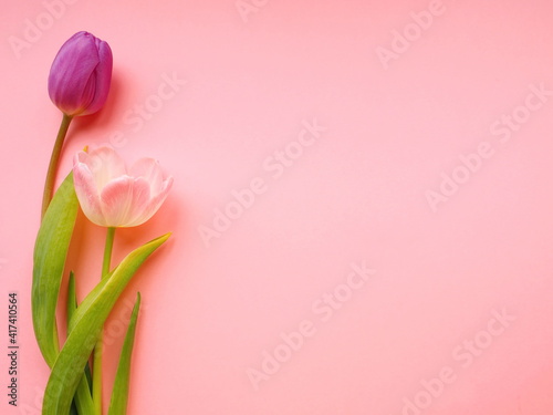 Fototapeta Naklejka Na Ścianę i Meble -  Pink and purple tulips on pink paper background