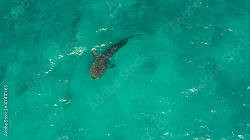 Aerial view of whale shark swims in the open sea. Whale shark in the wild wildlife. Philippines,Oslob, Cebu.