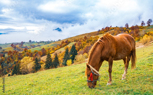 A handsome stallion walks in the field and eats juicy grass
