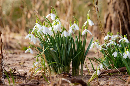 Snowdrops growing in the sand of a riverbank, also called Galanthus nivalis or schneegloeckchen photo