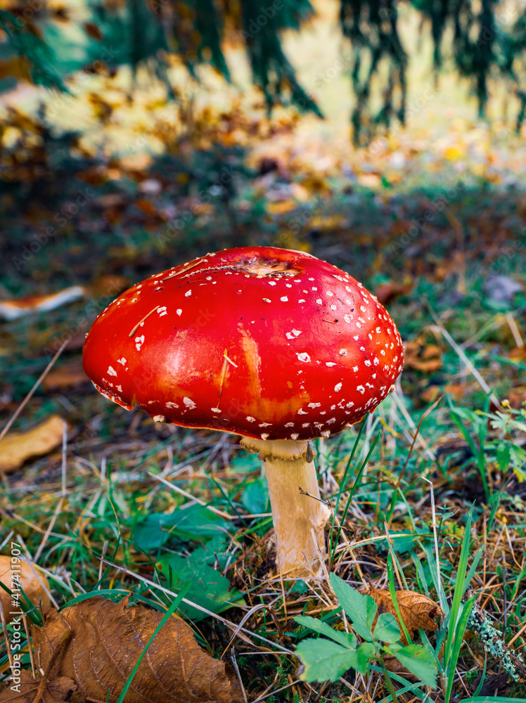 Beautiful mushroom Amanita in a meadow in a dense forest in the Carpathians Beautiful mushroom Amanita in a meadow in a dense forest in the Carpathians