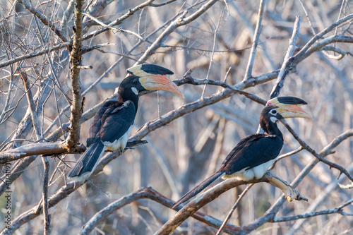 couple of malabar pied hornbills sitting on branch at yala national park in february 20201