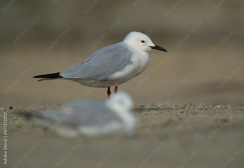 Selective focus on back Sender-billed gull at Busaiteen coast, Bahrain Selective focus on back Sender-billed gull at Busaiteen coast, Bahrain
