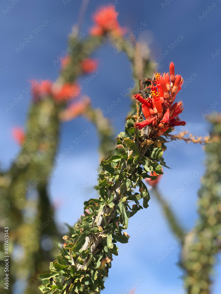 Ocotillo in bloom against a blue sky