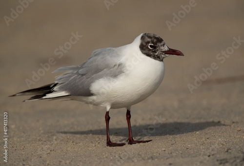 Portrait of a Black-headed gull at Busaiteen coast  Bahrain