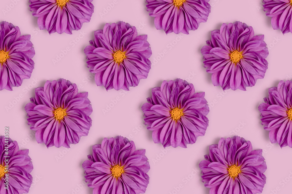 Repetitive pattern made of dahlia flowers on a purple background. Summertime creative concept. Repetitive pattern made of dahlia flowers on a purple background. Summertime creative concept.