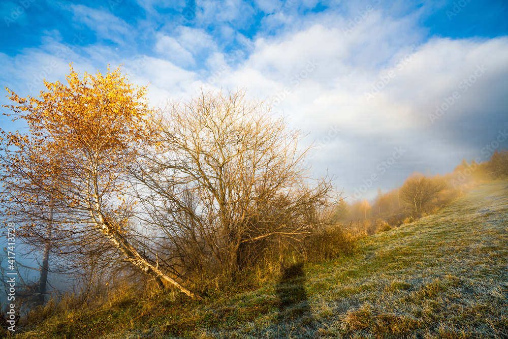 Frozen grass against the backdrop of a beautiful rainbow and fluffy fog