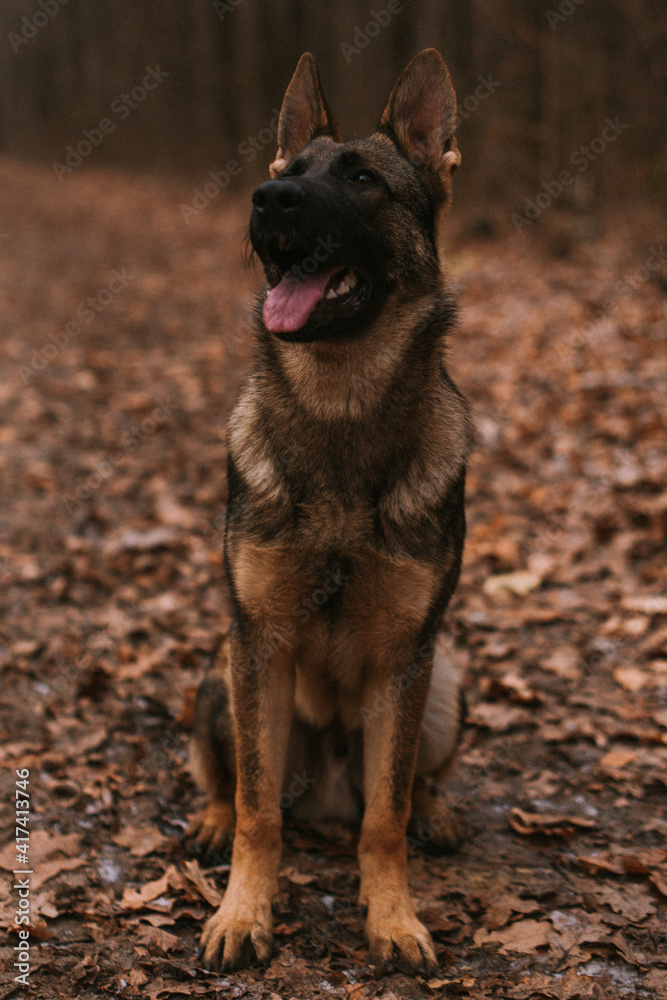 Portrait of a dog in park