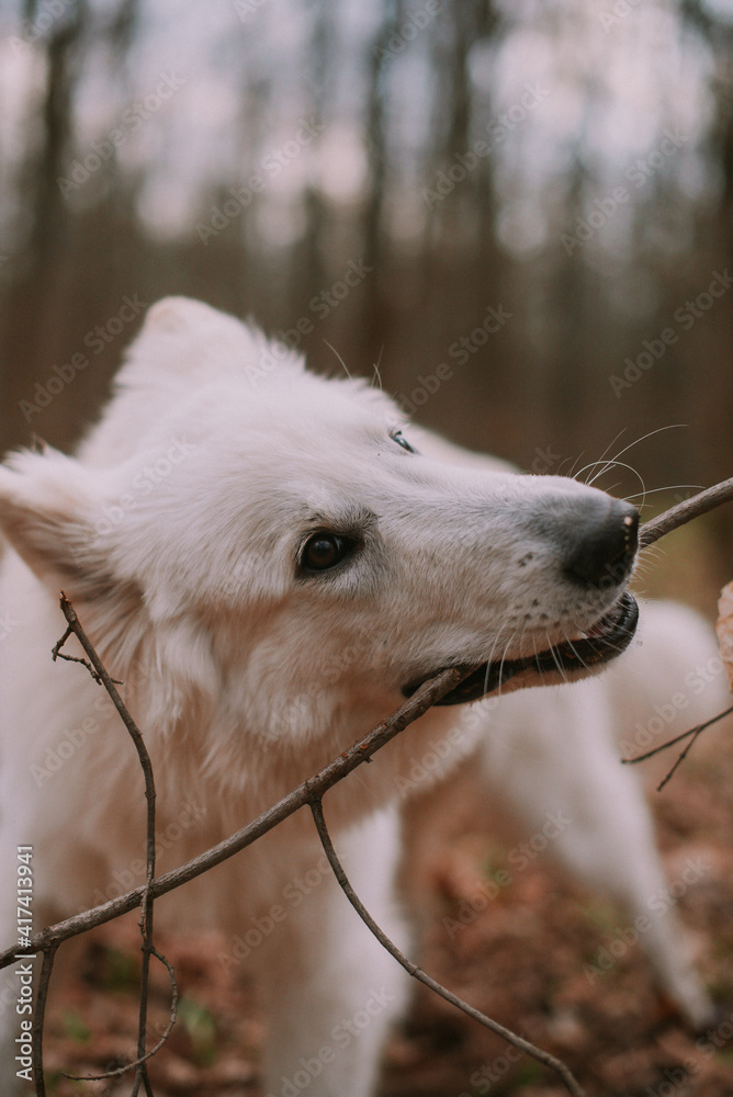 Portrait of a dog in park Portrait of a dog in park