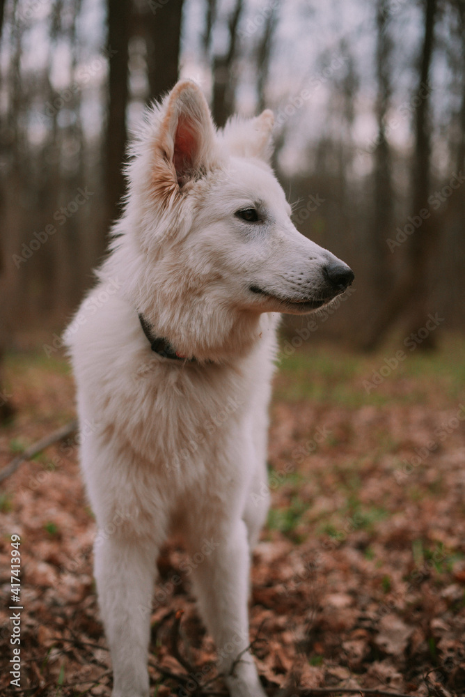 Portrait of a dog in park Portrait of a dog in park