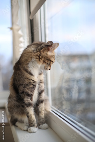 Fototapeta Naklejka Na Ścianę i Meble -  cute cat lies on the windowsill
