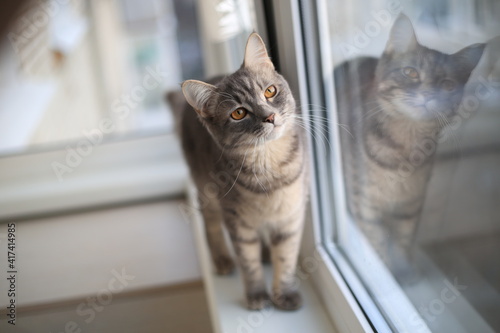 Wallpaper Mural cute cat lies on the windowsill Torontodigital.ca