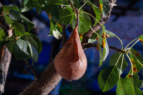 Branches leaves and pear fruits affected by orange rusty spots and horn-shaped growths with spores of the fungus Gymnosporangium sabinae in a human home garden. Pear leaves with pear rust infestation. photo