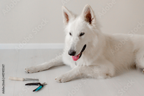 Portrait of a big dog playing at home photo