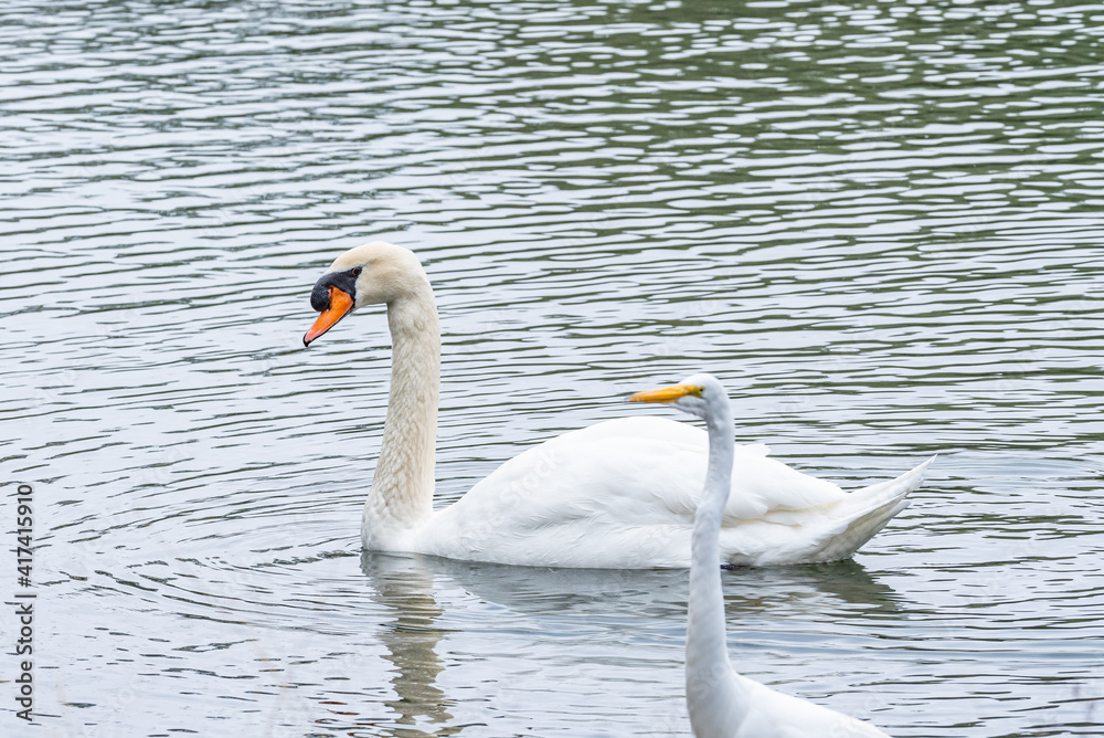 Mute swan swimming in lake near white egret Mute swan swimming in lake near white egret