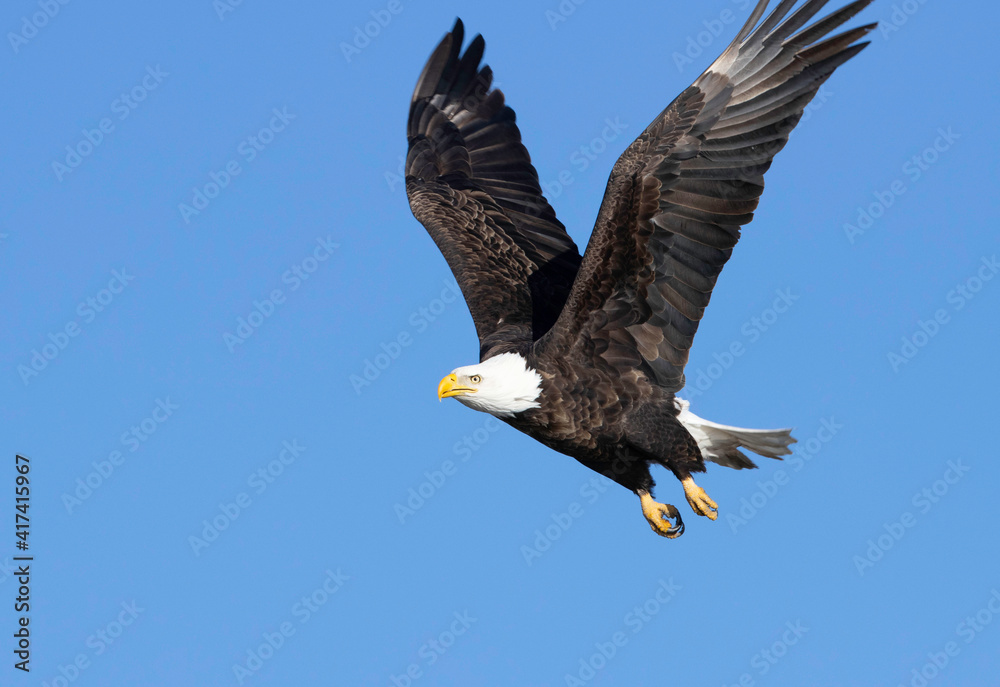 Naklejka premium Bald Eagle in Flight