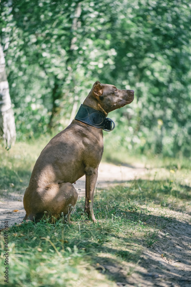 Young handsome pit bull terrier in the summer forest. Young handsome pit bull terrier in the summer forest.