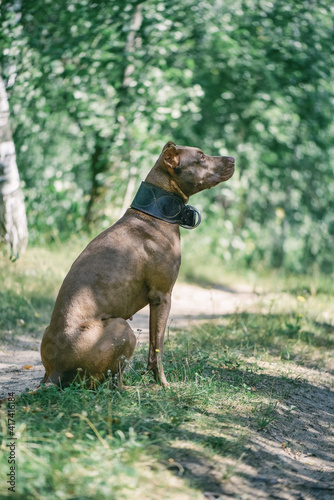 Young handsome pit bull terrier in the summer forest.