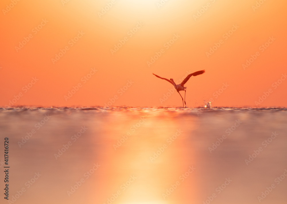 Obraz premium Greater Flamingo takeoff at Asker coast during sunrise, Bahrain