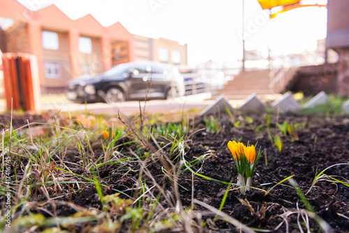 The first flowers in the spring in the city. Small flowers push through the grass and rocks.