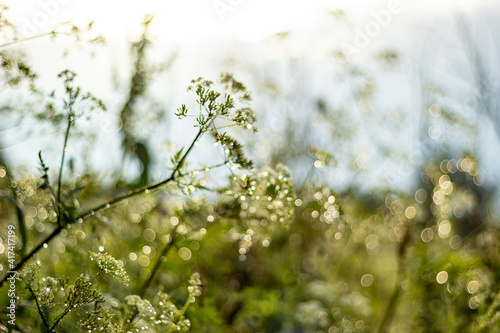 Abstract blur nature green background with beautiful bokeh © dashtik