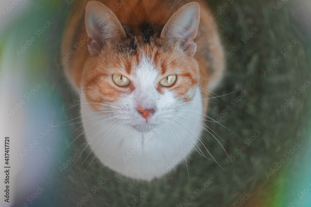 gato atigrado de ojos amarillos sentado sobre pasto
