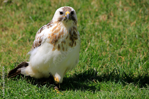  Schlangenadler (Circaetus gallicus) Greifvogel  photo