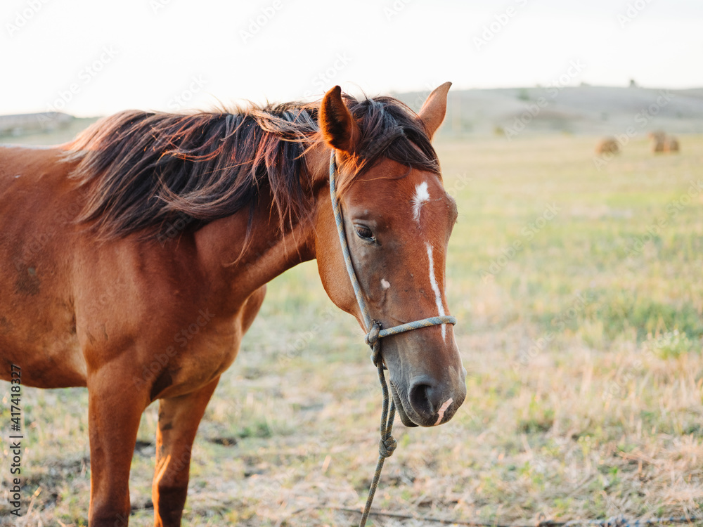 A brown horse grazes on a meadow in a field A brown horse grazes on a meadow in a field