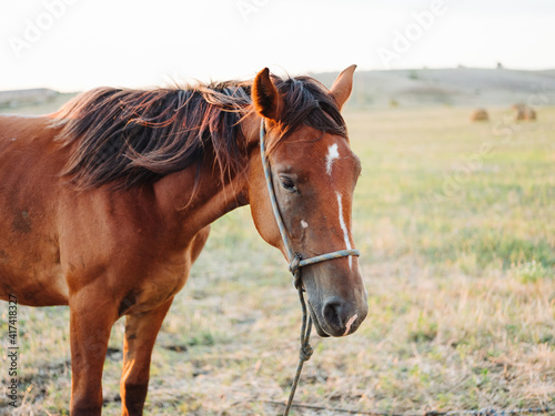 A brown horse grazes on a meadow in a field
