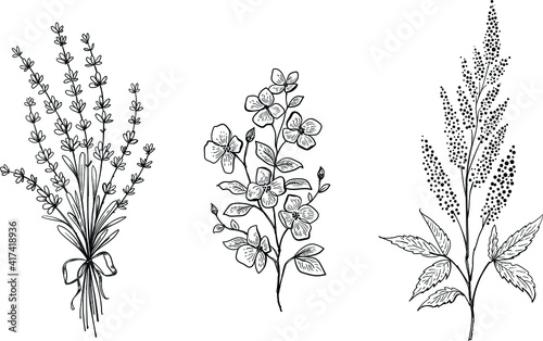Set of hand drawn floral elements. Vector plants isolated. Lavender bouquet, branch of apple flowers, garden herb
