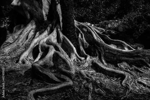 Ficus roots