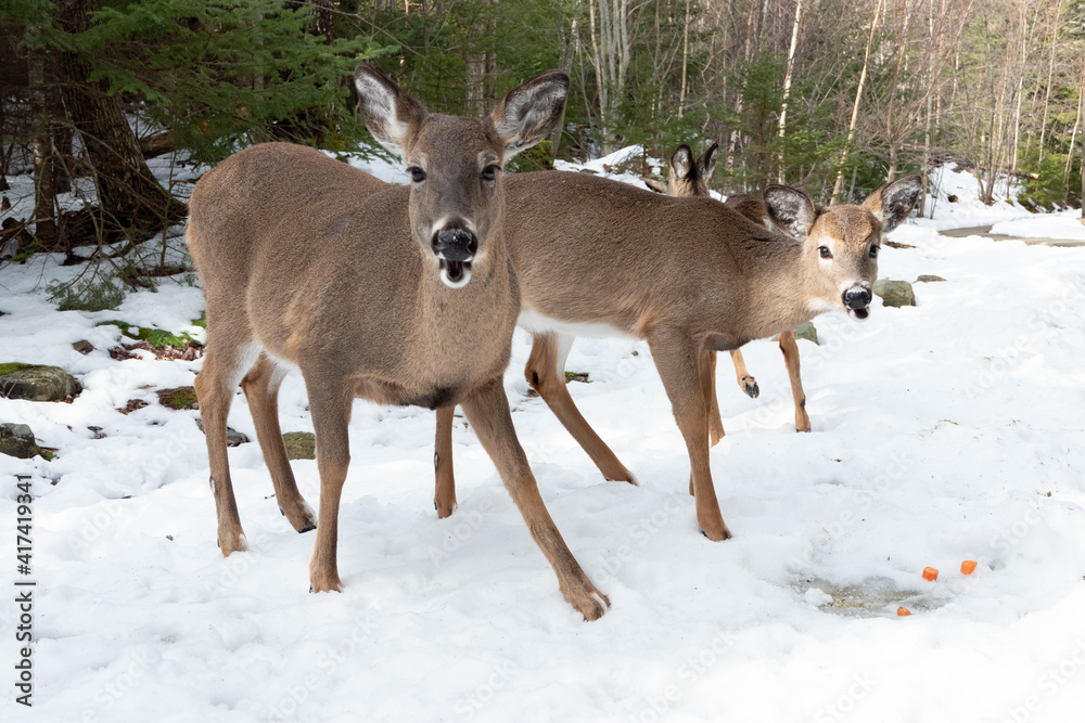 Deer in the winter forest of New Scotia. Wild Canada. Deer in the winter forest of New Scotia. Wild Canada.
