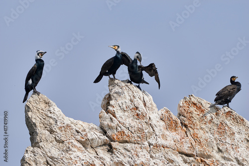 a small group of cormorants sunbathing after fishing on the cliff rocks near the shore on a sunny day in winter