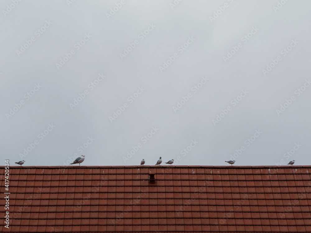 Möwen auf einem roten Dach vor grauem Himmel in Mecklenburg-Vorpommern Möwen auf einem roten Dach vor grauem Himmel in Mecklenburg-Vorpommern