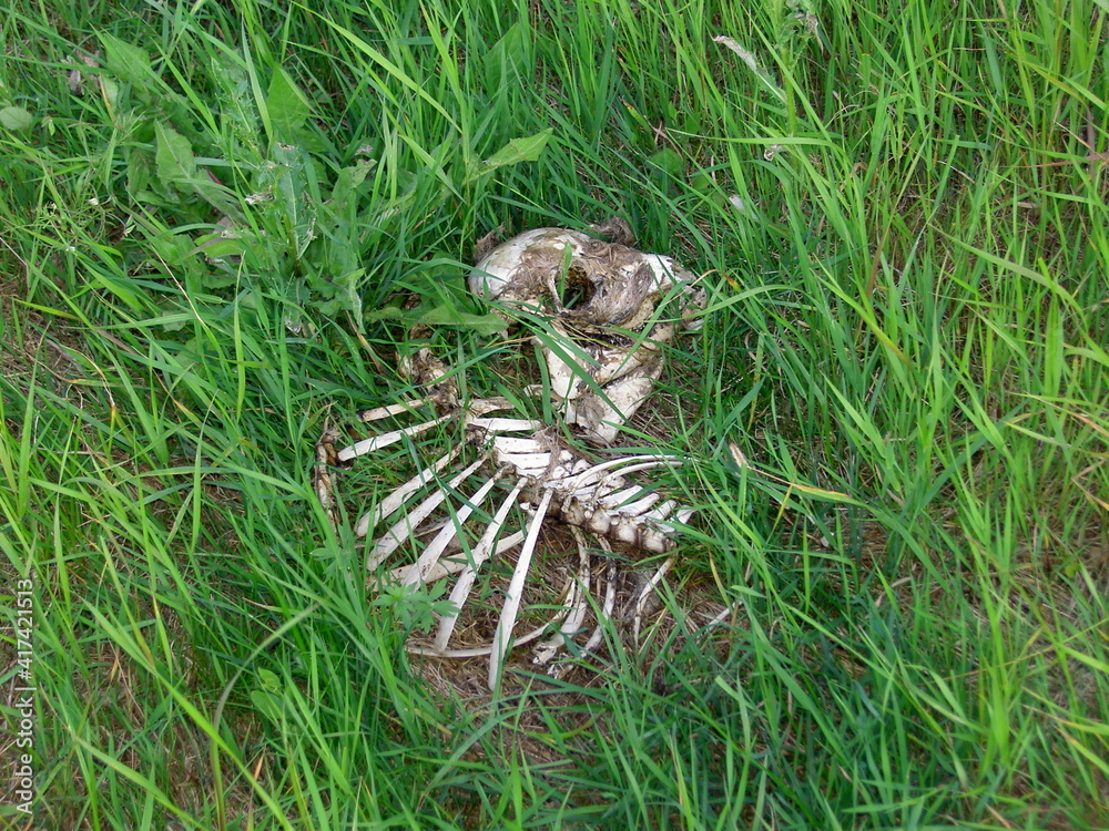 Skeleton of an animal, laid in the grass on a meadow in broad daylight, close up view