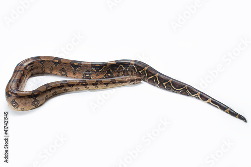 Brown boa constrictor on white background © Retan