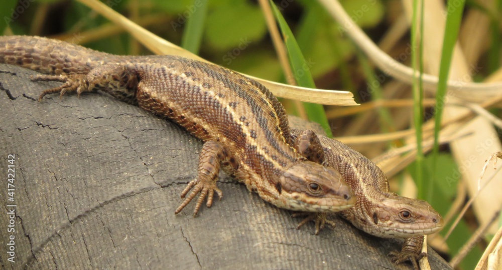 lizard, reptile, animal, nature, green, wildlife, wild, macro, tail, animals, reptiles, closeup, brown, close-up, eye, isolated, stone, small, forest, rock, snake lizard, reptile, animal, nature, green, wildlife, wild, macro, tail, animals, reptiles, closeup, brown, close-up, eye, isolated, stone, small, forest, rock, snake