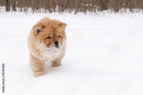 A Little kind cute dog in the snow, puppy chow chow © Alexander